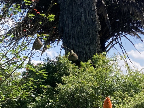 Nests of weaverbirds on the farm where FATC is located.